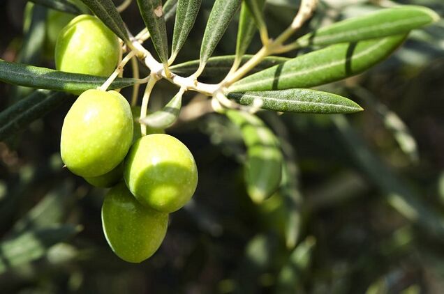 benefits of eating olives on a ketogenic diet